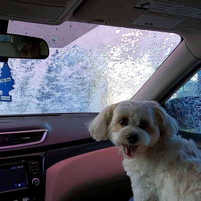 Customer with dog enjoys car wash